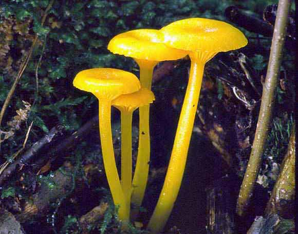 Hygrocybe nitida